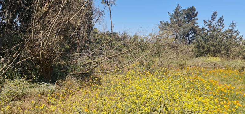 SE VENDE TERRENO LOS PINOS, REACA 9.900MTRS 