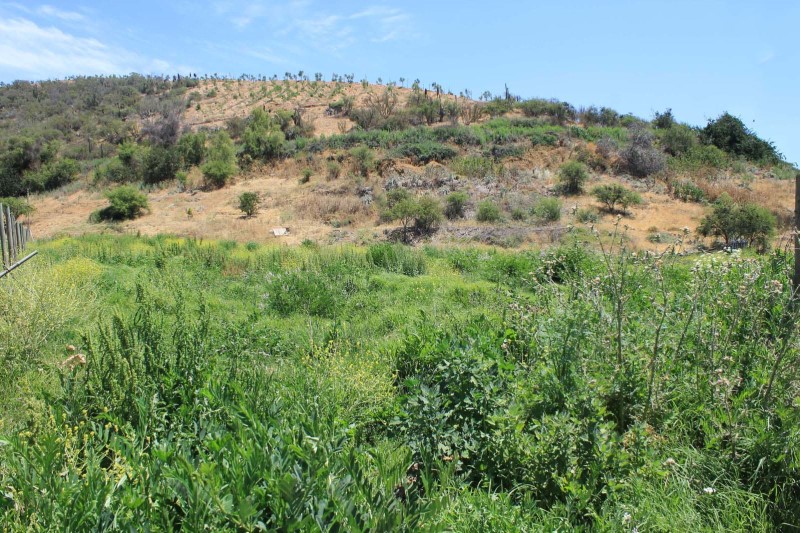 7,7 HECTAREAS URBANIZADA MALLARAUCO