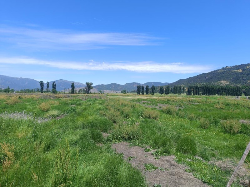 SE VENDE PARCELA DE 5000 M2 EN SAN VICENTE