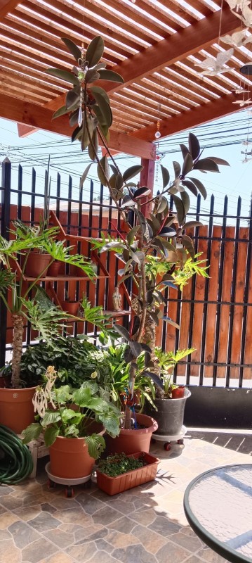 LOS AVELLANOS 2...&nbsp; &nbsp; &nbsp; &nbsp; &nbsp; &nbsp; &nbsp; &nbsp; &nbsp; &nbsp; &nbsp; &nbsp; &nbsp; &nbsp; &nbsp; &nbsp; &nbsp; &nbsp; &nbsp; &nbsp; &nbsp; &nbsp; &nbsp; &nbsp; &nbsp; &nbsp; &nbsp; &nbsp; &nbsp; &nbsp; &nbsp; &nbsp; &nbsp; &nbsp; &nbsp; 