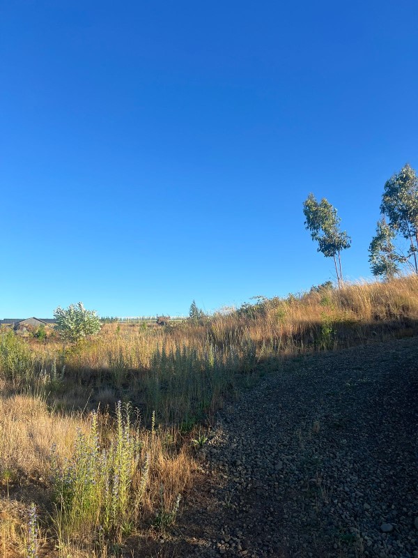 NUEVA IMPERIAL...&nbsp; &nbsp; &nbsp; &nbsp; &nbsp; &nbsp; &nbsp; &nbsp; &nbsp; &nbsp; &nbsp; &nbsp; &nbsp; &nbsp; &nbsp; &nbsp; &nbsp; &nbsp; &nbsp; &nbsp; &nbsp; &nbsp; &nbsp; &nbsp; &nbsp; &nbsp; &nbsp; &nbsp; &nbsp; &nbsp; &nbsp; &nbsp; &nbsp; &nbsp; &nbsp; &nbsp; 