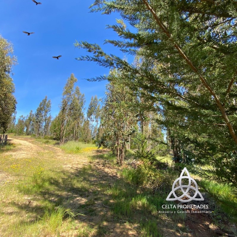 EL SECRETO DE PAREDONES...&nbsp; &nbsp; &nbsp; &nbsp; &nbsp; &nbsp; &nbsp; &nbsp; &nbsp; &nbsp; &nbsp; &nbsp; &nbsp; &nbsp; &nbsp; &nbsp; &nbsp; &nbsp; &nbsp; &nbsp; &nbsp; &nbsp; &nbsp; &nbsp; &nbsp; &nbsp; &nbsp; 